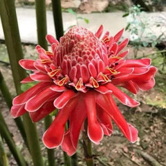 Porcelain rose seeds Etlingera elatior Torch Ginger