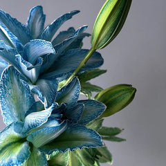 Double Blossom Lily