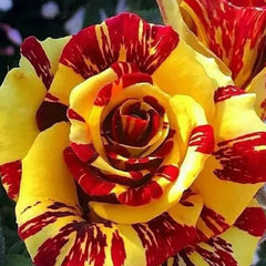 Tea Rose 'Dragon Tiger' Seeds