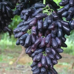 High Quaility Sapphire Grapes Seeds