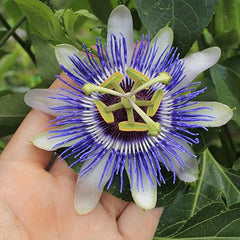 Seeds Passionflower Purple Beautiful Exotic Flower Perennial Outdoor Garden Cut Flowers for Planting Non GMO
