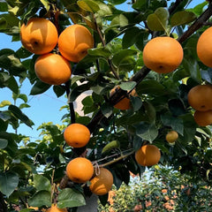 Akizuki Pear Seeds-Big, sweet, and juicy