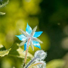 Borage Seeds - Starflower - Heirloom Non-GMO Herb Seeds for Planting an Herb Garden Borago Officinalis