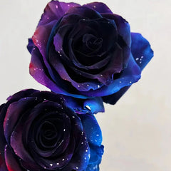 Starry Sky Roses