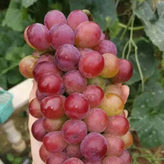 Midknight Beauty Grapes Seeds - Giant Rose (Rose scented)