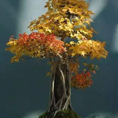 Bonsai Tree Trident Maple Seeds