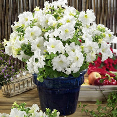 Annual Petunia Multiflora White Flower Seeds for Planting