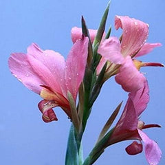 Mixed Canna Lily Flower Seeds Perennial Beautiful Bonsai Plant Home Garden Decor