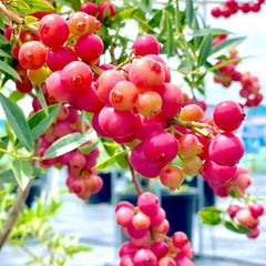 Pink Bliss Blueberry seeds - Double the sweetness