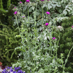 Biennial Milk Thistle Herb Seeds for Planting