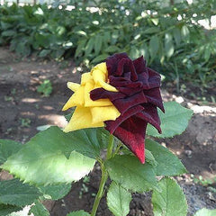 Rare Twin Red Yellow Rose Seeds