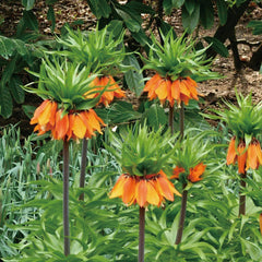Fritillaria Crown Imperial Aurora