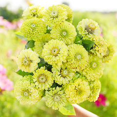 Vibrant Envy Zinnia Seeds