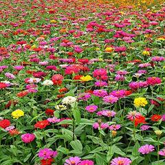Mixed Double Zinnia Seeds Flower Garden Big Bright Beautiful Variety Butterfly