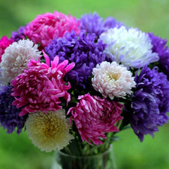 Peony Aster Mix for Planting