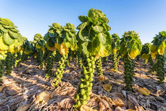 Brussels Sprout Seeds - Rare Heirloom Brussel Sprout Seeds