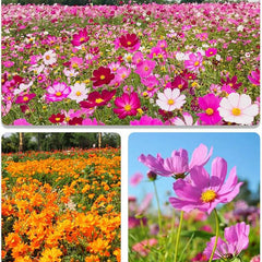 Mix Cosmos Seeds for Planting Heirloom Wildflower (Cosmos Bipinnatus) Attract Bees Butterflies Monarchs Open Pollinated