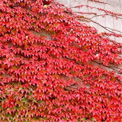 Ivy Vine Liana Seeds Green Vines Climbing Beautiful Ground-Creeping Plants Bonsai Home