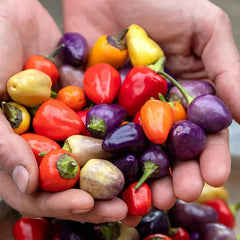 Five-Color Pepper Ornamental Pepper