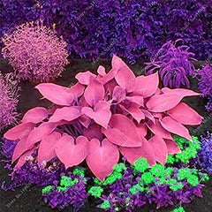 Mixed Hosta Garden Perennials Seeds