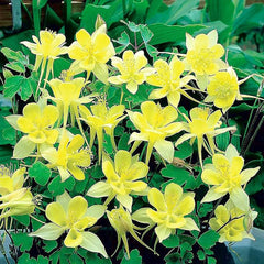 Columbine Seeds Aquilegia Seeds Bright Yellow Perennial Attract Butterflies　