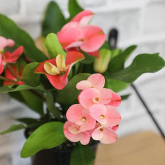 Euphorbia Crown of Thorns Plant Decor, Cactus Plants Live Houseplants