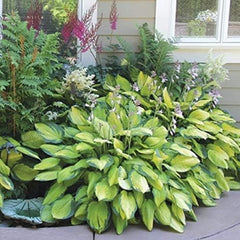 Mixed Heart-Shaped Hosta Bare Roots Plants - Rich Green Foliage, Low Maintenance for Your Home and Garden