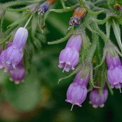 Common / True Comfrey