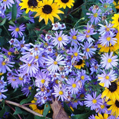 Superstar Aster Collection: Late Summer to Fall Beauty