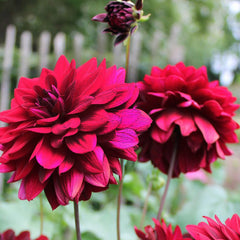 Burgundy Red Dahlia Seeds