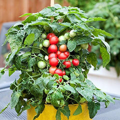 Dwarf Red Robin Tomato Seeds, Sweet, Low Acid, Determinate, Open-Pollinated, Delicious