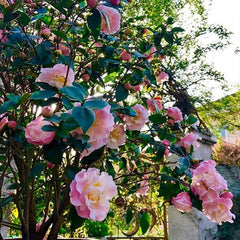 Camellias Seeds