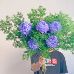 Rare Purple Peony Aster