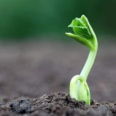 Bitter Melon Seeds for Planting, Asian Bitter Gourd Seeds, Asian Vegetable Seeds