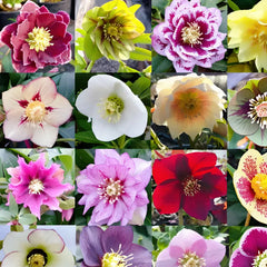 Carnival Hellebore Collection - Christmas Rose