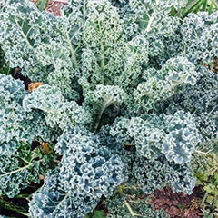 Kale Mixed Seeds, This is a Mix!Dwarf Blue Curled, Lacinato Dinosaur, Siberian Dwarf, Russian Red
