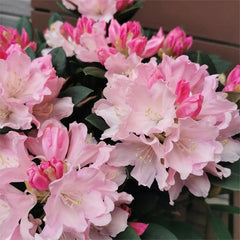 Alpine Azalea Seeds  Rare Species