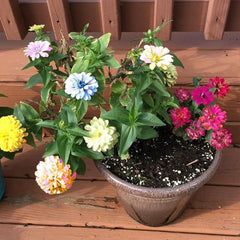 Mixed Zinnia Flower Seed Plant