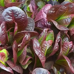 Coffee Leaf lettuce Seeds