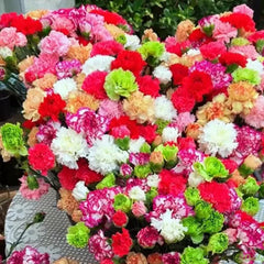 Double Flowered Mixed Carnation Seeds