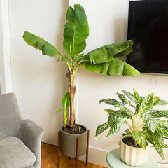 Banana Tree Seed Tropical Plant Delicious Sweet Fruit Non-GMO Gardening