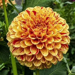 Rare Mix Dahlia Pompon Flower Seeds Variabilis Beautiful 　