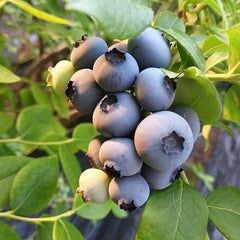 Blueberry Seed  Berry Fresh Fruit Seeds Perennial Outdoor Indoor