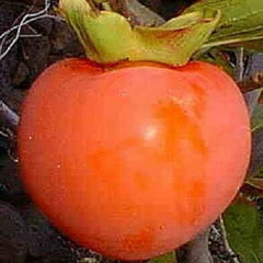 Persimmon Tree Diospyros Hachiya Fruit Seeds Tall Potted Plant Great Tasting Fruit