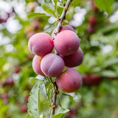 Beach Plum Fruit Tree Shrub Seeds