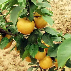 Pear Seeds Yellow Chinese Pear Tree Bonsai Seeds Sweet Delicious Exotic Fruit Seeds