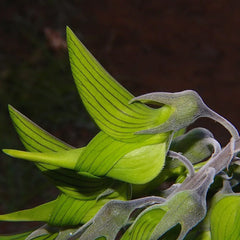 Green Birdflower