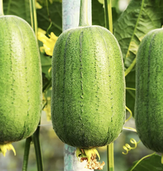 Apple Luffa Seeds