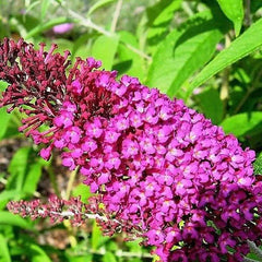 Mixed Colors Butterfly bush Buddleia Davidii Flower Shrub Seeds