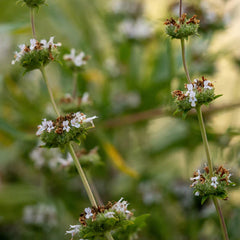 Black Sage
